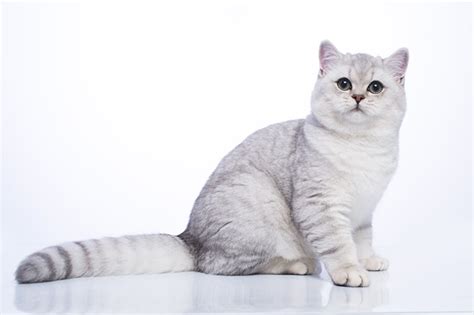 british shorthair chinchilla kitties.